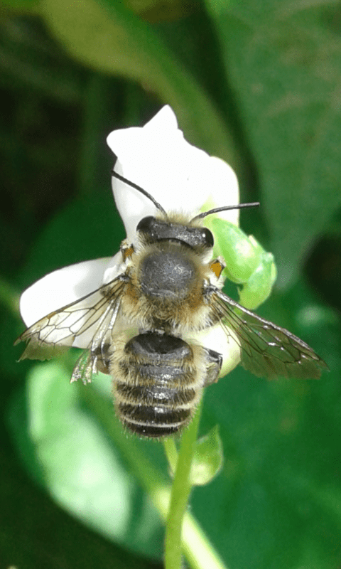 Megachile sp., maschio (Apidae Megachilinae)